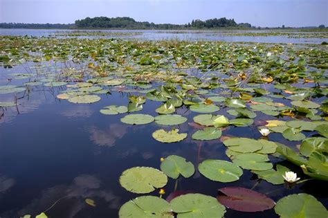 Aquatic and Wetland Plants in Florida – Plant Management in ...