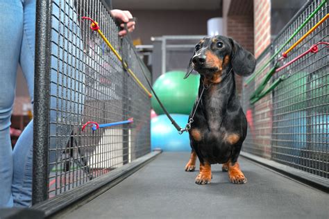 How to Use Your Treadmill to Exercise Your Dog – American Kennel Club