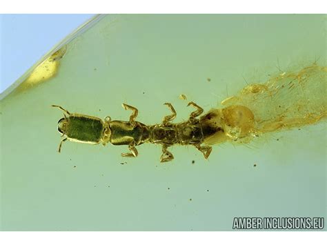 Rare Snakefly Larvae. RAPHIDIOPTERA. Fossil insect in Baltic amber #6093 | www.amberinclusions.eu