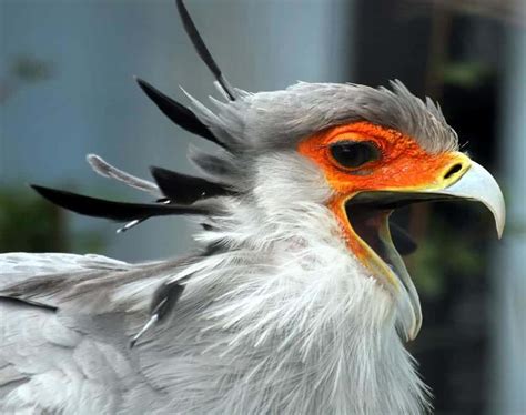 Top 10 African Birds Of Prey - The Best Top Raptures In Africa