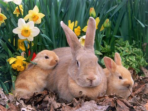 Desktop HD Wallpapers Free Downloads: Beautiful Baby Rabbits Wallpapers