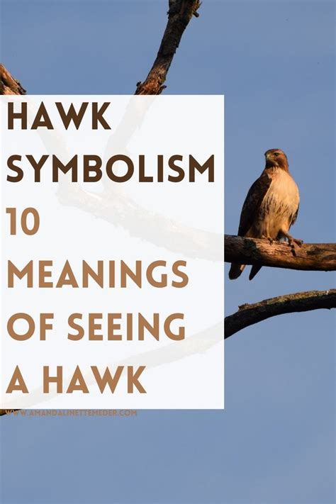 Hawk Symbolism — Amanda Linette Meder