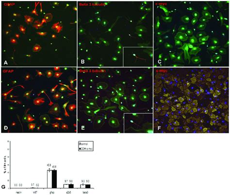 Transduction with lentiviral vector does not affect NPC differentiation ...