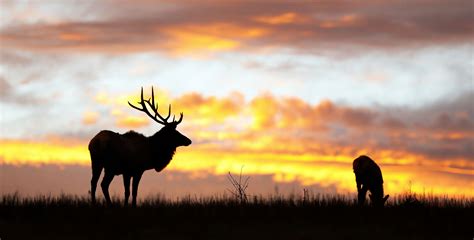 Elk Migration in the greater Yellowstone Area- Montana | Yellowstone ...