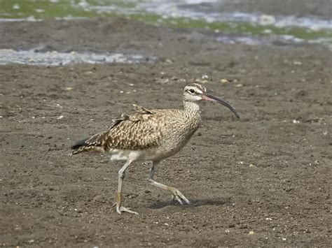 Whimbrel Bird C 5356315 Stock Photo at Vecteezy