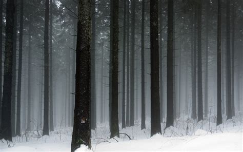 Snowy forest wallpaper | 2560x1600 | 1344 | Snow forest, Snowy forest, Forest landscape