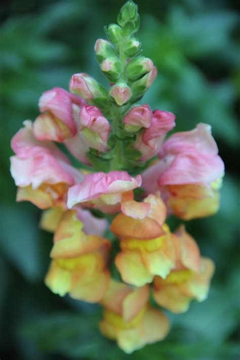 snapdragon color | Snapdragon flowers, Flower garden, Snapdragons