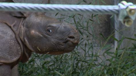 Baby Indian rhinoceros at Toronto zoo makes first public appearance ...