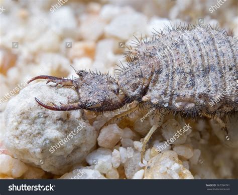 Ant Lion Larva On Sand Huge Stock Photo 567394741 | Shutterstock