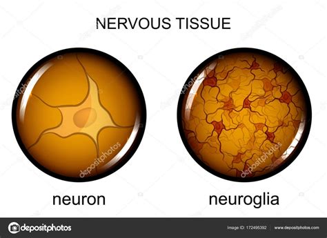 Tecido nervoso. neurônios e neuroglia imagem vetorial de © Artemida-psy #172495392