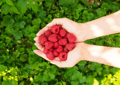 21 best-tasting raspberry varieties 🍇 😋 Discover flavorful picks