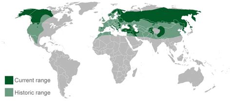 Abe's Animals: Brown bear range map