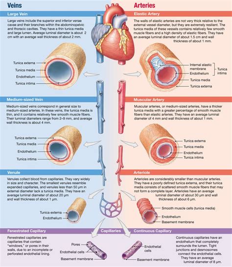 21.1: Arteries, which are elastic or muscular, and veins, which contain valves, have three ...