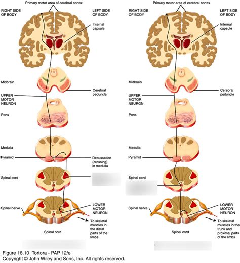 Lateral Corticospinal Tract Diagram