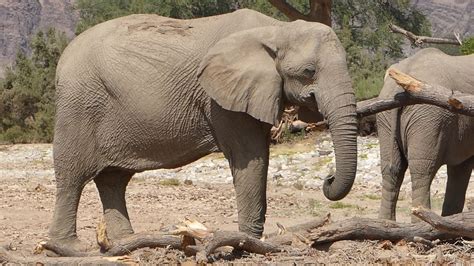 Desert Elephants of Namibia - YouTube