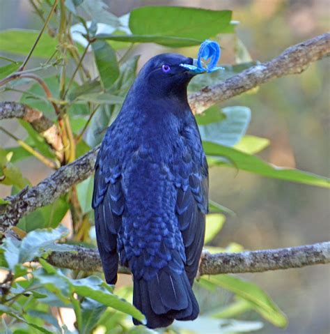 Satin Bowerbird (male) | Project Noah