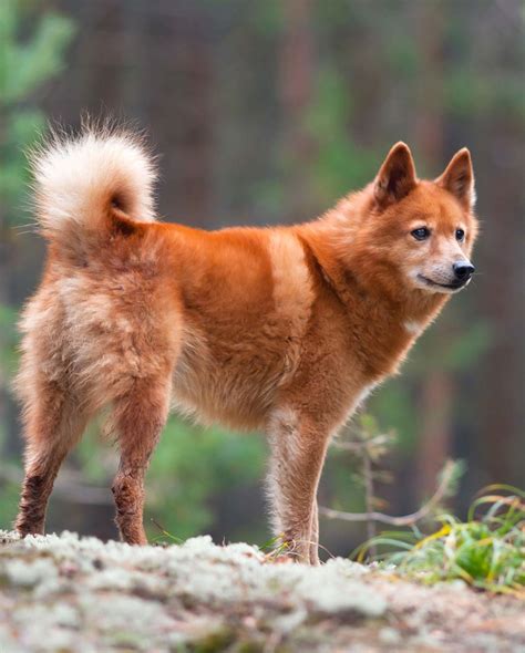 Rare Dog Breeds: Discover 10 Rare Dogs From Around The World