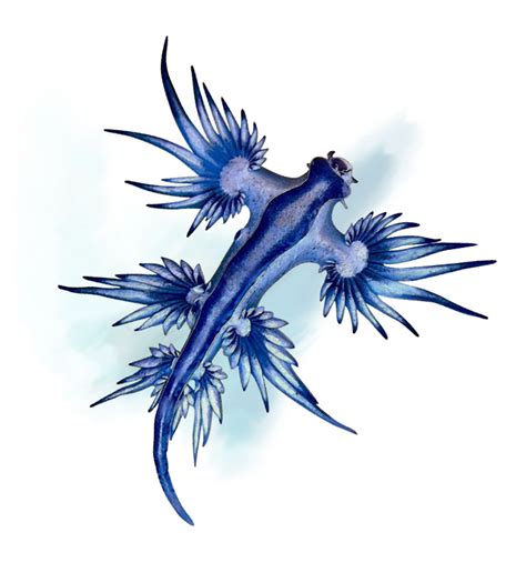 Seven Traits of the Blue Dragon - Underwater360