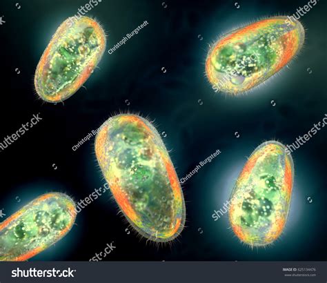 3d Illustration Transparent Colorful Protozoa Unicellular Stock ...