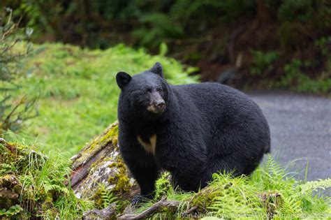 Black Bear | Photos by Ron Niebrugge