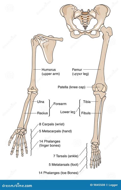 Limb bones stock vector. Illustration of phalanges, ulna - 9845508