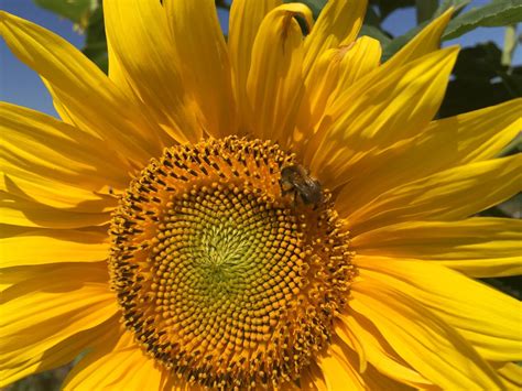 Bee pollinating sunflower. Free Photo Download | FreeImages