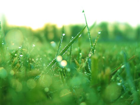 Grass In The Morning - 1024x768 Wallpaper - teahub.io