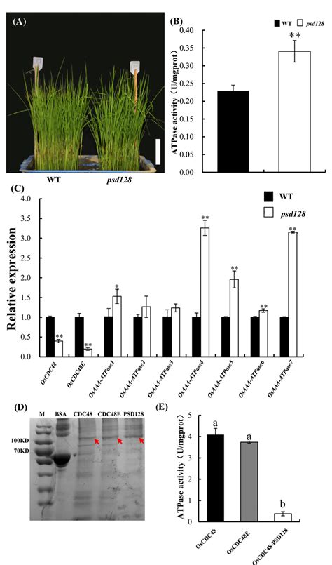 ATPase activity and expression of ATPase-related genes. a Two week-old ...