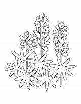 Bluebonnet Coloring Page sketch template