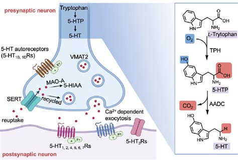 Synthesis and metabolism of serotonin. 5-HIAA, 5-hydroxyindoleacetic... | Download Scientific ...