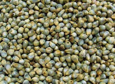 Pearl Millet Seed Manufacturer in Bangalore Karnataka India by ITACO | ID - 5584061