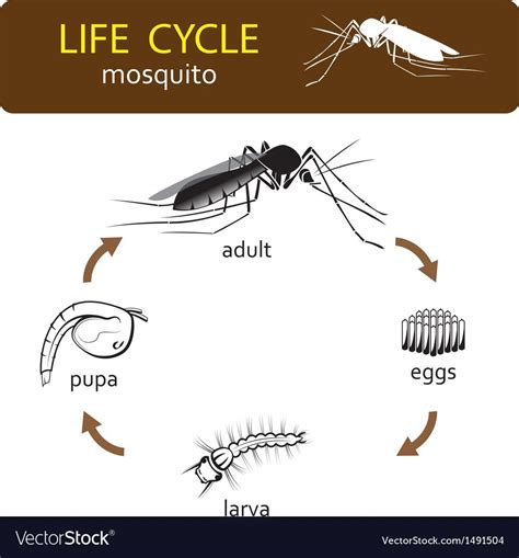 Mosquito Life Cycle, Insects Theme Preschool, Cycle For Kids, Dengue Fever, Flag Coloring Pages ...