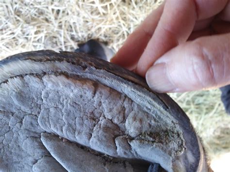 Hoof wall separation? | The Horse Forum