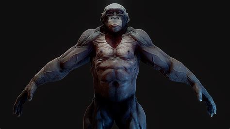 Bald Chimpanzee - 3D model by Rochaku [ccd577d] - Sketchfab