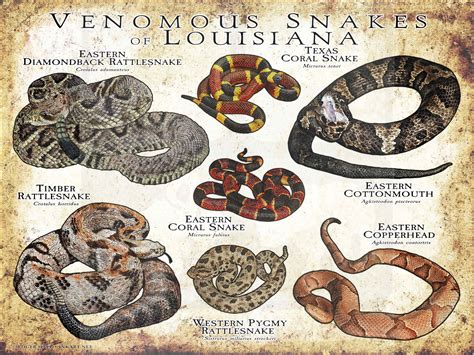 Venomous Snakes of Louisiana Poster Print