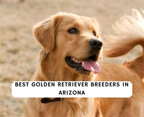 10 Best Golden Retriever Breeders in Arizona! (2023) - We Love Doodles