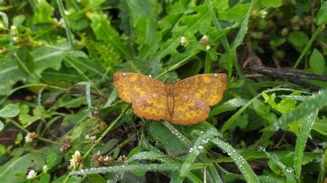 A butterfly on grass - PixaHive