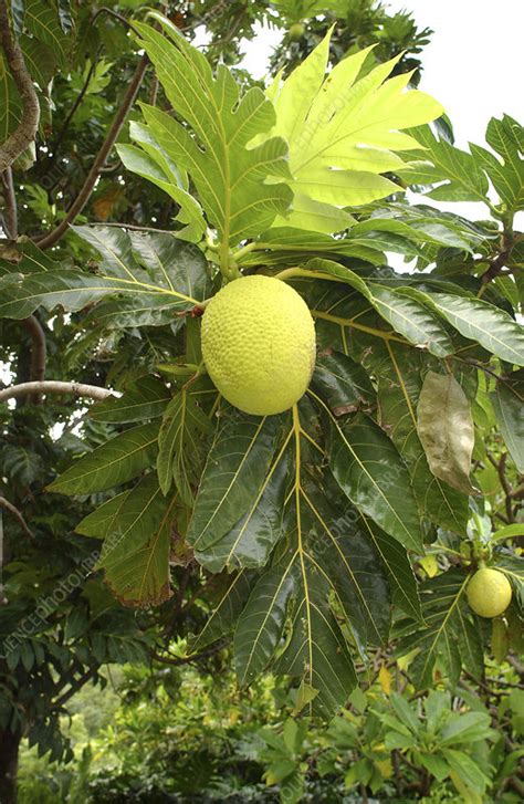 Breadfruit tree - Stock Image - B790/0354 - Science Photo Library