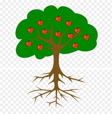 clip art tree with roots - tree clipart with roots and fruits PNG image with transparent ...