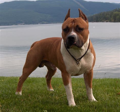 American Staffordshire Terrier at Lake photo and wallpaper. Beautiful American Staffordshire ...