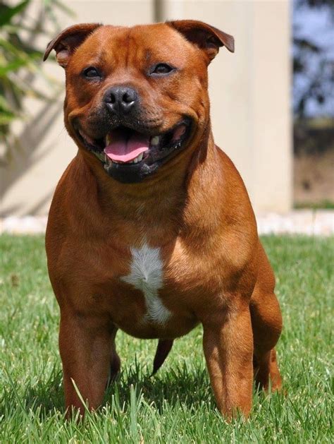 beautiful red stafford | Staffy dog, Staffy bull terrier, Bully breeds dogs