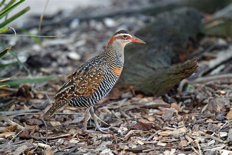 "Buff-Banded Rail Bird. Cedar Creek, Queensland, Australia" by Ralph de Zilva | Redbubble