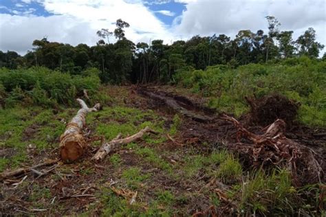 Masalah Terbesar Penyebab Hutan Gundul dan Dampaknya