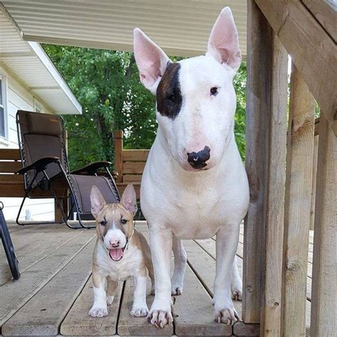 23 Little Dogs Who Are Convinced They're Big Dogs | Big dog little dog, Bull terrier, Mini bull ...