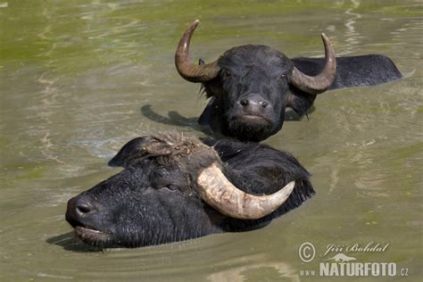 Bubalus bubalis Pictures, Water Buffalo Images, Nature Wildlife Photos | NaturePhoto