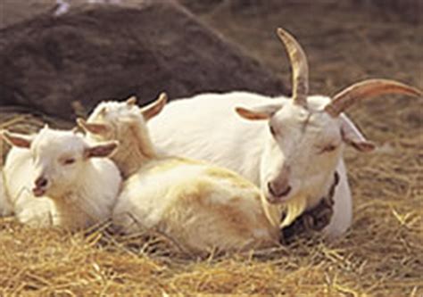 Goat Reproduction | How Goats Breed & Make Baby Goats