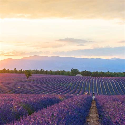 France (Provence) Honeymoon Destination Guide | Traveler's Joy