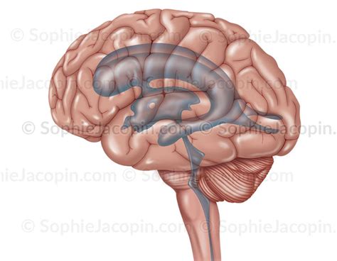 Anatomie - Système nerveux central - Cerveau / Vue de profil