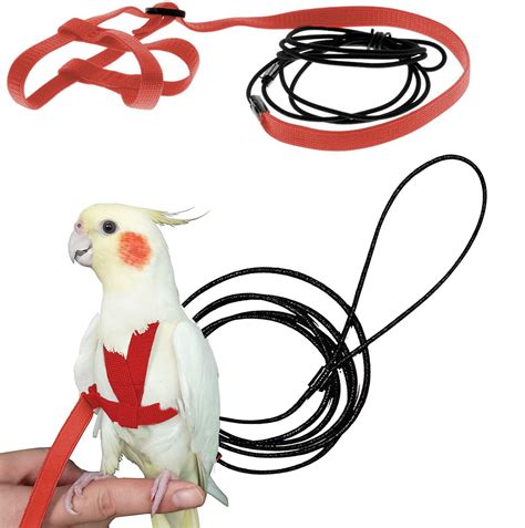 10 Best Cockatoo Bird Harnesses for Safe and Comfortable Outings - Hummingbirds Plus