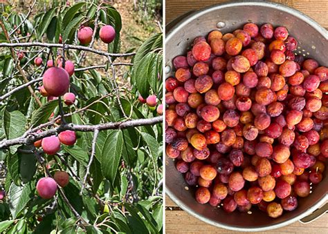 Wild Plums (aka Prunus americana) - Backyard Forager